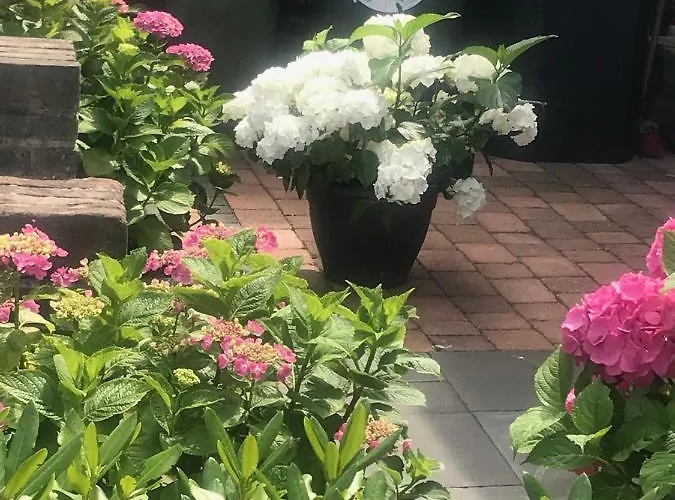 Daire Het Zonnetje *