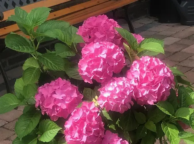 Daire Het Zonnetje Zandvoort