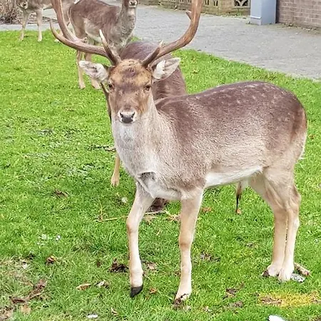 Appartement Het Zonnetje *