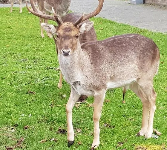 Apartmán Het Zonnetje *